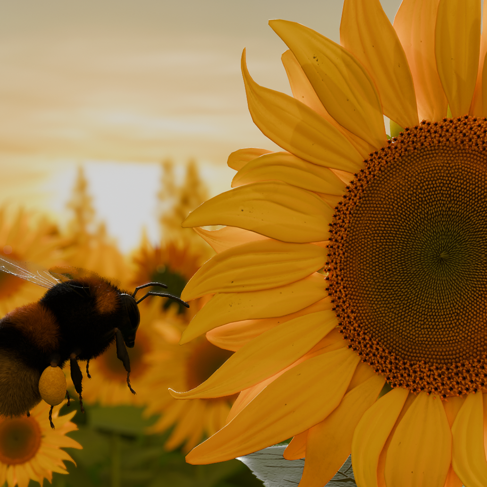 Sunflowers and Bumblebee